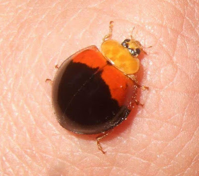 Ladybug Picture