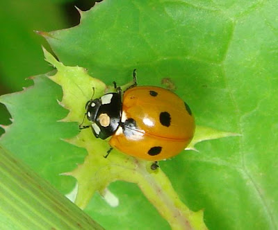 Ladybug Picture