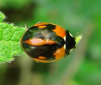 Hybrid Ladybug Picture