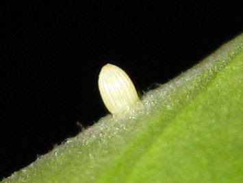 Plain tiger butterfly egg picture