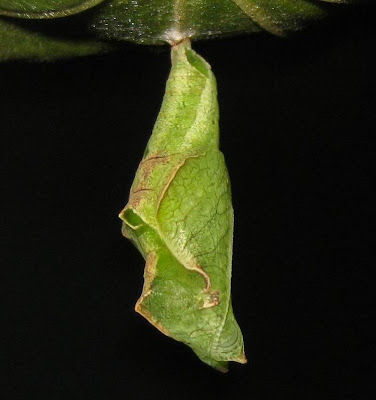 Common Castor Butterfly Pupa-Chrysalis Picture