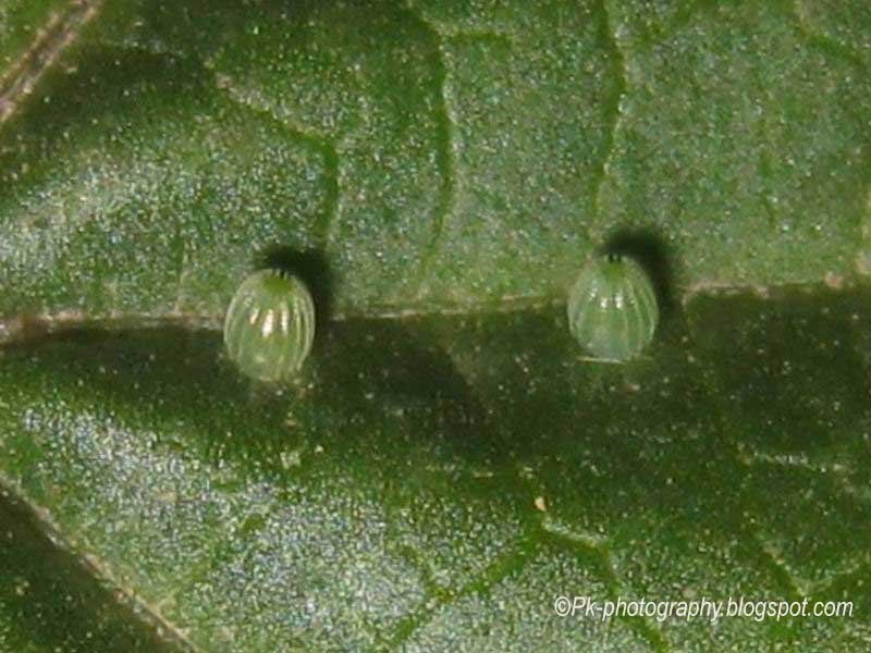 Painted Lady Butterfly Life Cycle Nature, Cultural, and Travel Photography Blog
