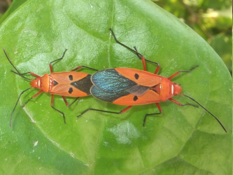 Red Cotton BugDysdercus cingulatus Nature, Cultural, and Travel
