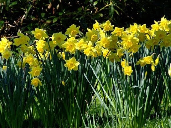 [daffodil-bulbs-even-youre-beginner-800X800.jpg]