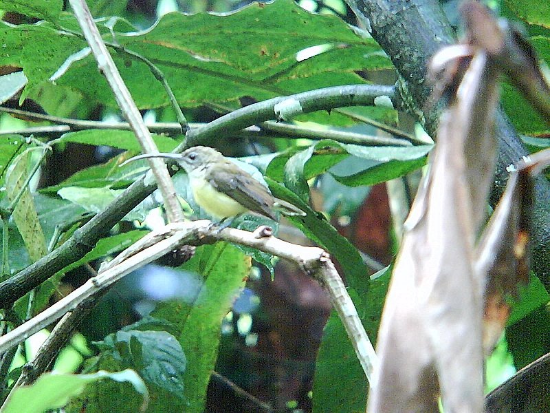 [DSC00643+little+spiderhunter.jpg]
