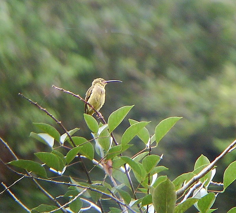 [DSC00648+yellow-eared+spiderhunter.jpg]