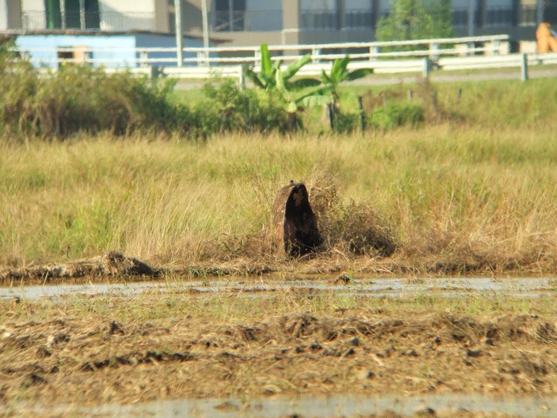 [DSCF9685+megalith.jpg]