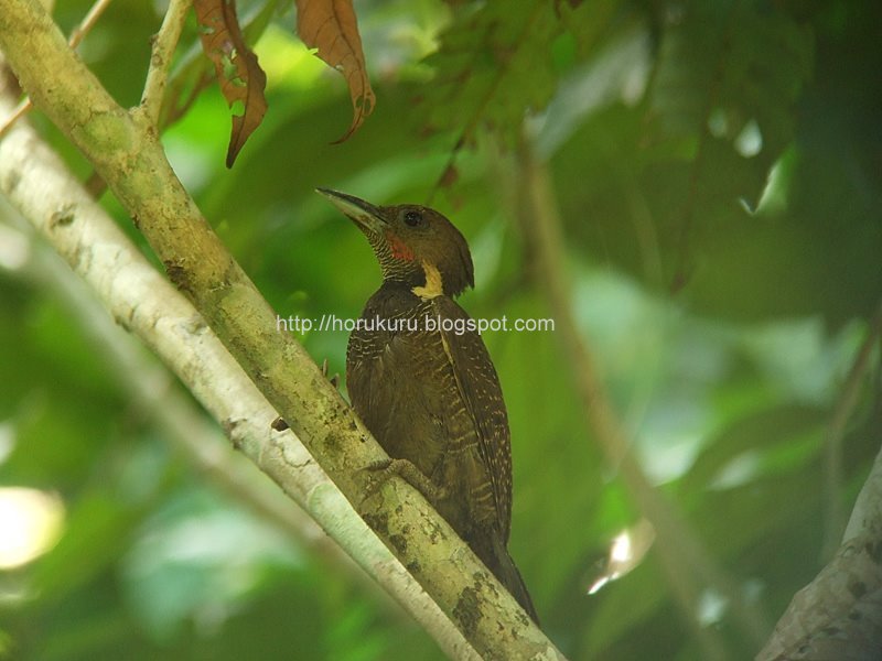 [DSCF0042+buff-necked+woodpecker.jpg]