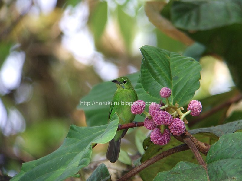 [DSCF0010+lesser+green+leafbird.jpg]