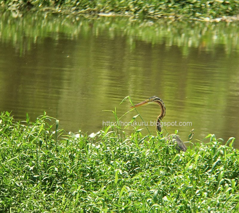 [DSCF9663+purple+heron.jpg]