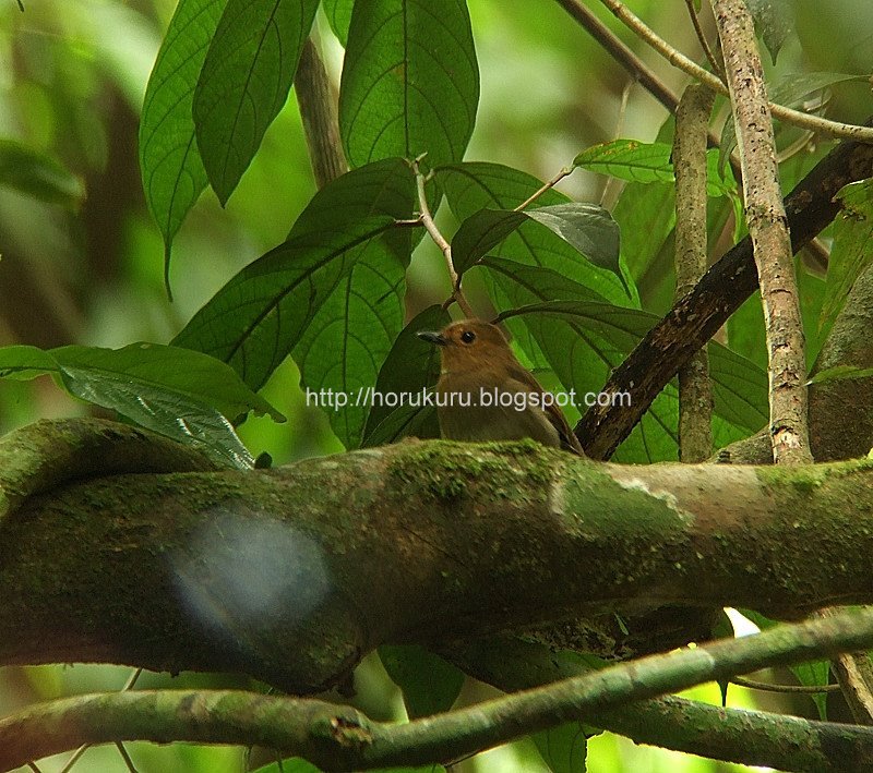 [DSCF9575+white-tailed+flycatcher+female.jpg]