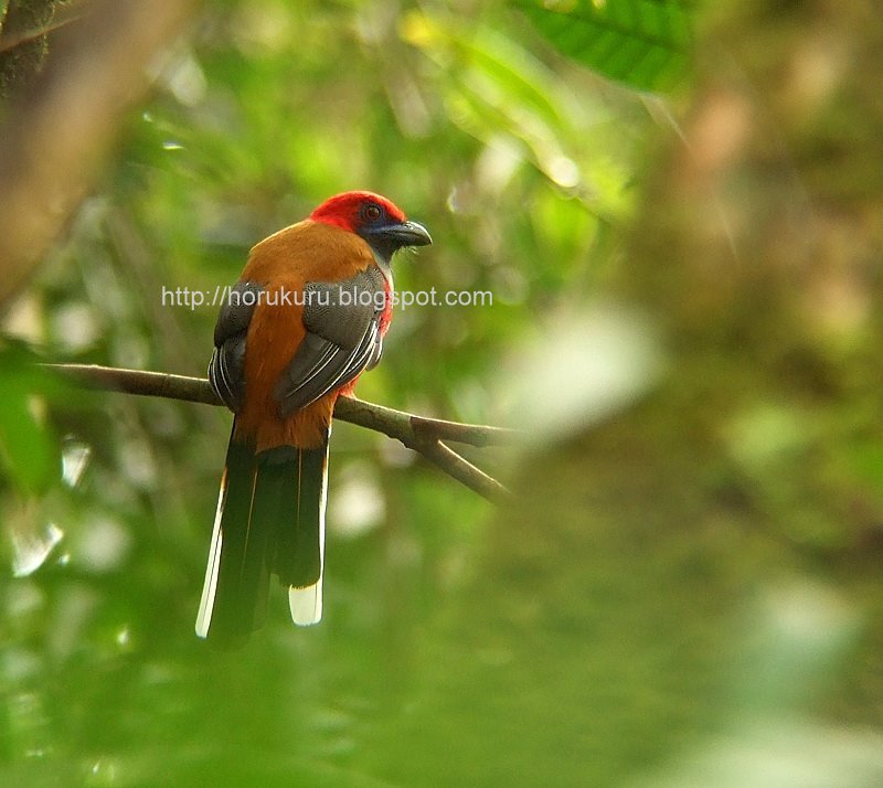 [DSCF9589+whitehead's+trogon.jpg]