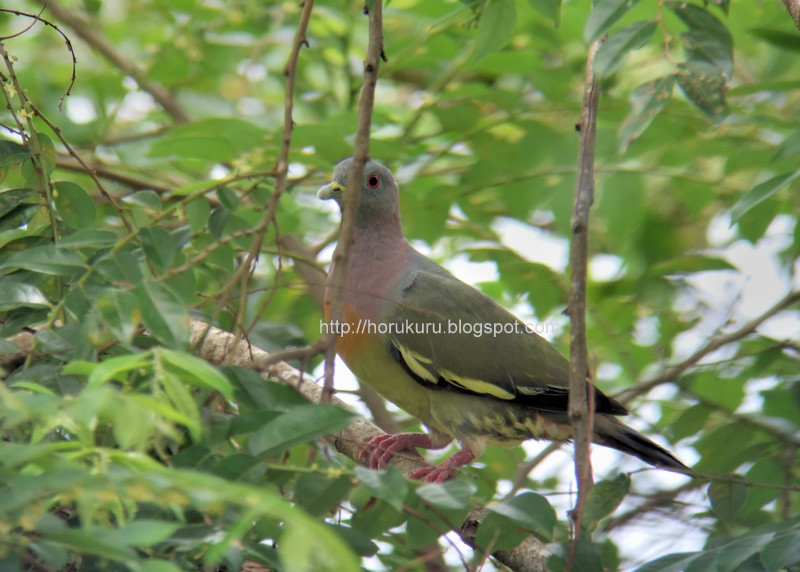 [DSCF9614+pink-necked+green-pigeon.jpg]