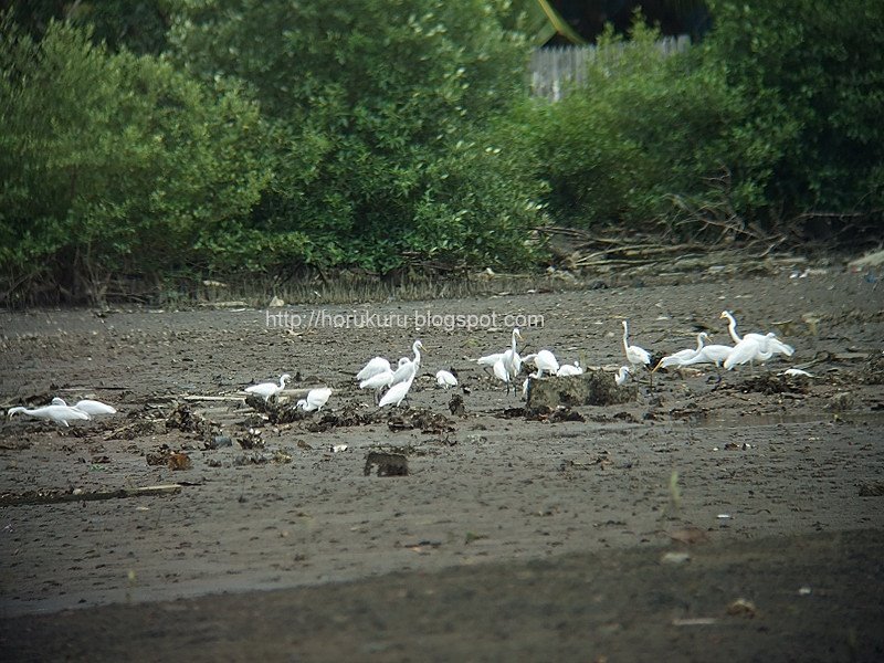 [DSCF9377+egrets+gathering.jpg]