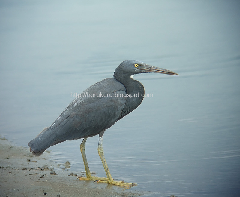 [DSCF9387+pacific+reef+egret.jpg]