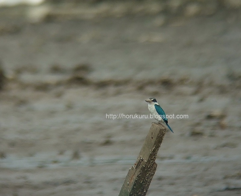 [DSCF9361+collared+kingfisher.jpg]