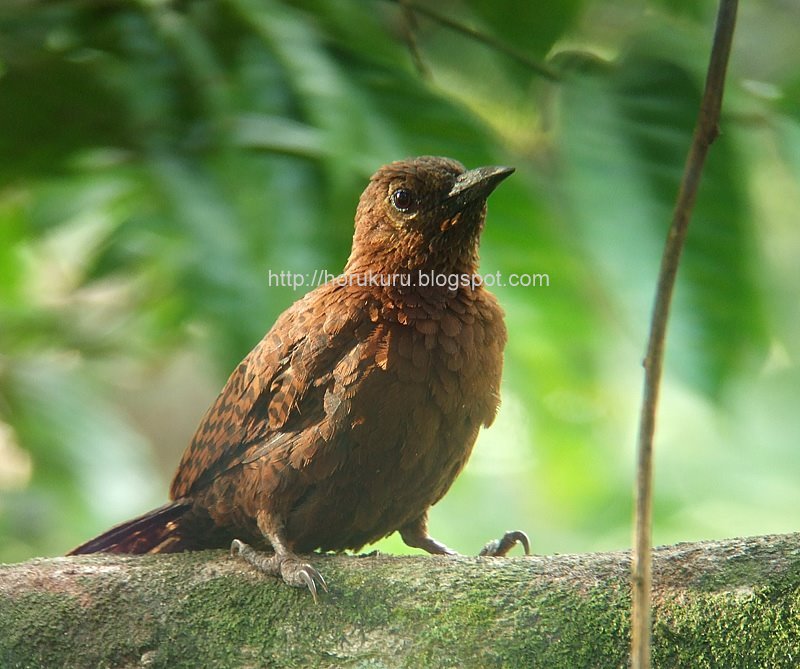 [DSCF8929+rufous+woodpecker.jpg]