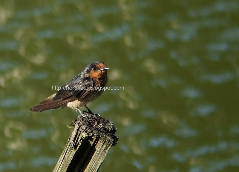 [DSCF8958+pacific+swallow.jpg]