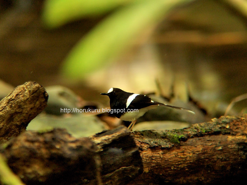 [DSCF5440+White-crowned+Forktail.jpg]