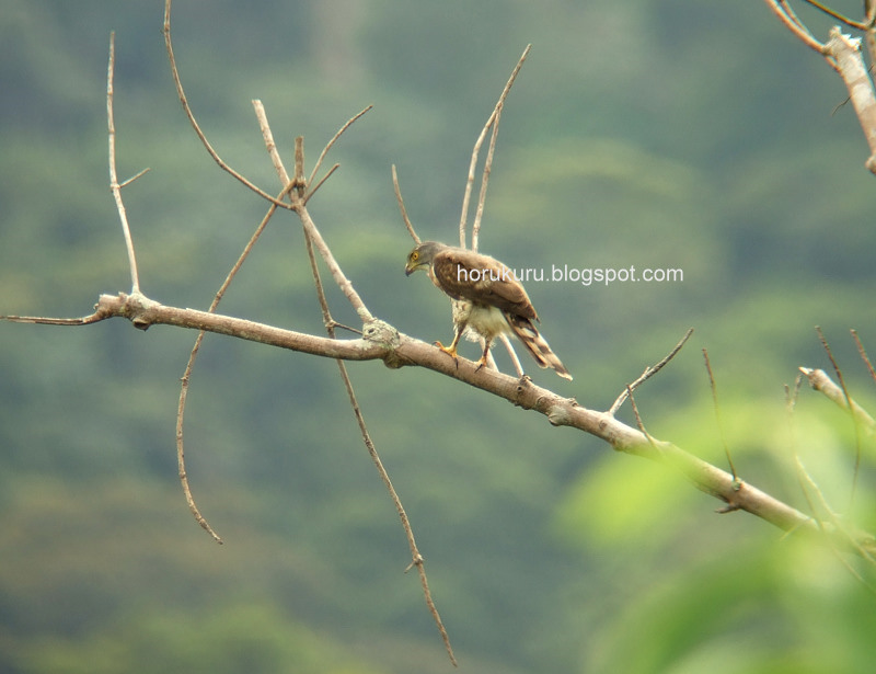 [DSCF3997+Crested+Goshawk.jpg]