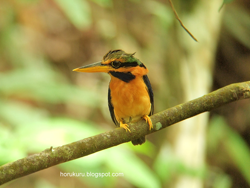 [DSCF6433+Rufous-collared+Kingfisher.jpg]