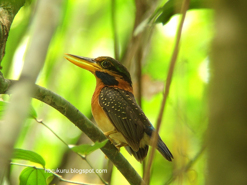 [DSCF6473+Rufous-collared+Kingfisher+female.jpg]