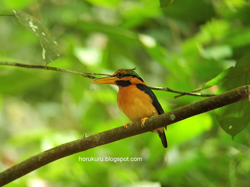 [DSCF6465+Rufous-collared+Kingfisher.jpg]