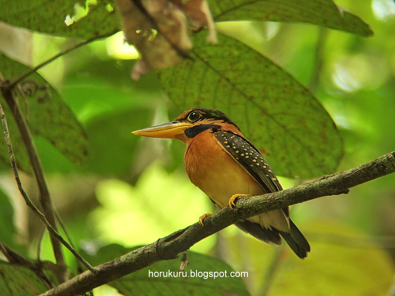 [DSCF6517+Rufous-collared+Kingfisher+female.jpg]