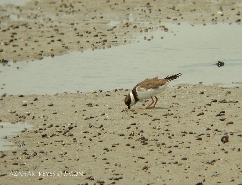 [DSCF8305+Common+Ringed+Plover.jpg]