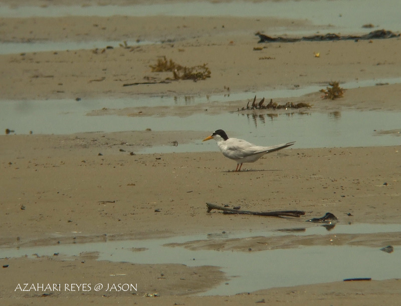 [DSCF8325+Little+Tern.jpg]