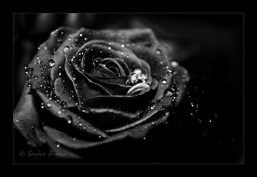 [Black_rose_by_Behindmyblueeyes.jpg"><img]