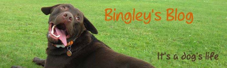 Bingley's Blog