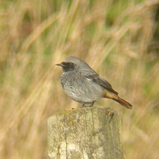 Black Redstart