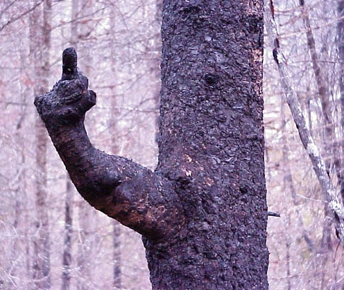 11eef0f2.jpg