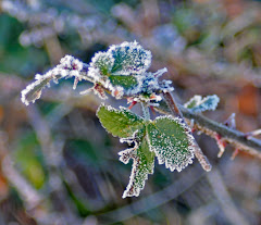 Frosty January 1/09