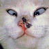Fotos Divertidas e Videos Engraçados de Gatos, Gatinhos e Gatões hehehe