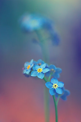 [cada+dia+una+flor+azul.jpg]