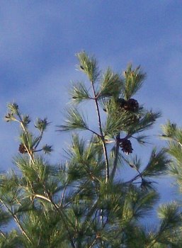 [white+pine.JPG]