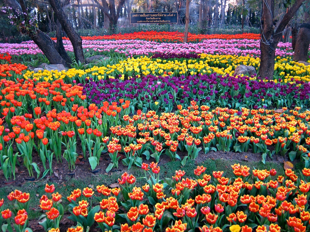 Flowers++009.jpg