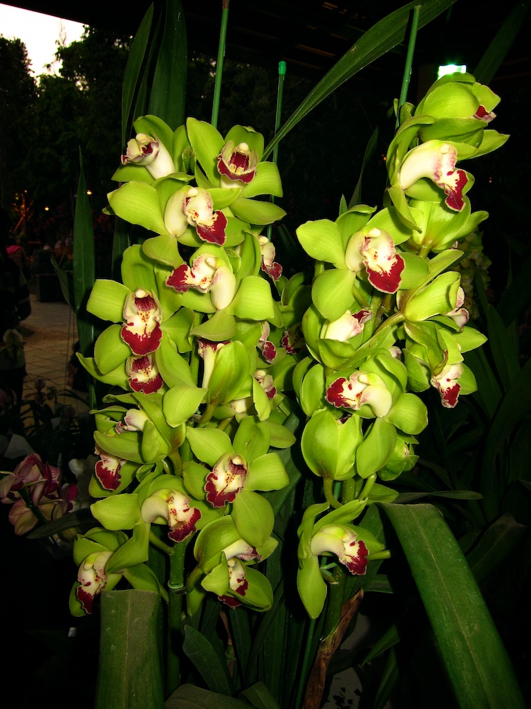 Flowers++013.jpg