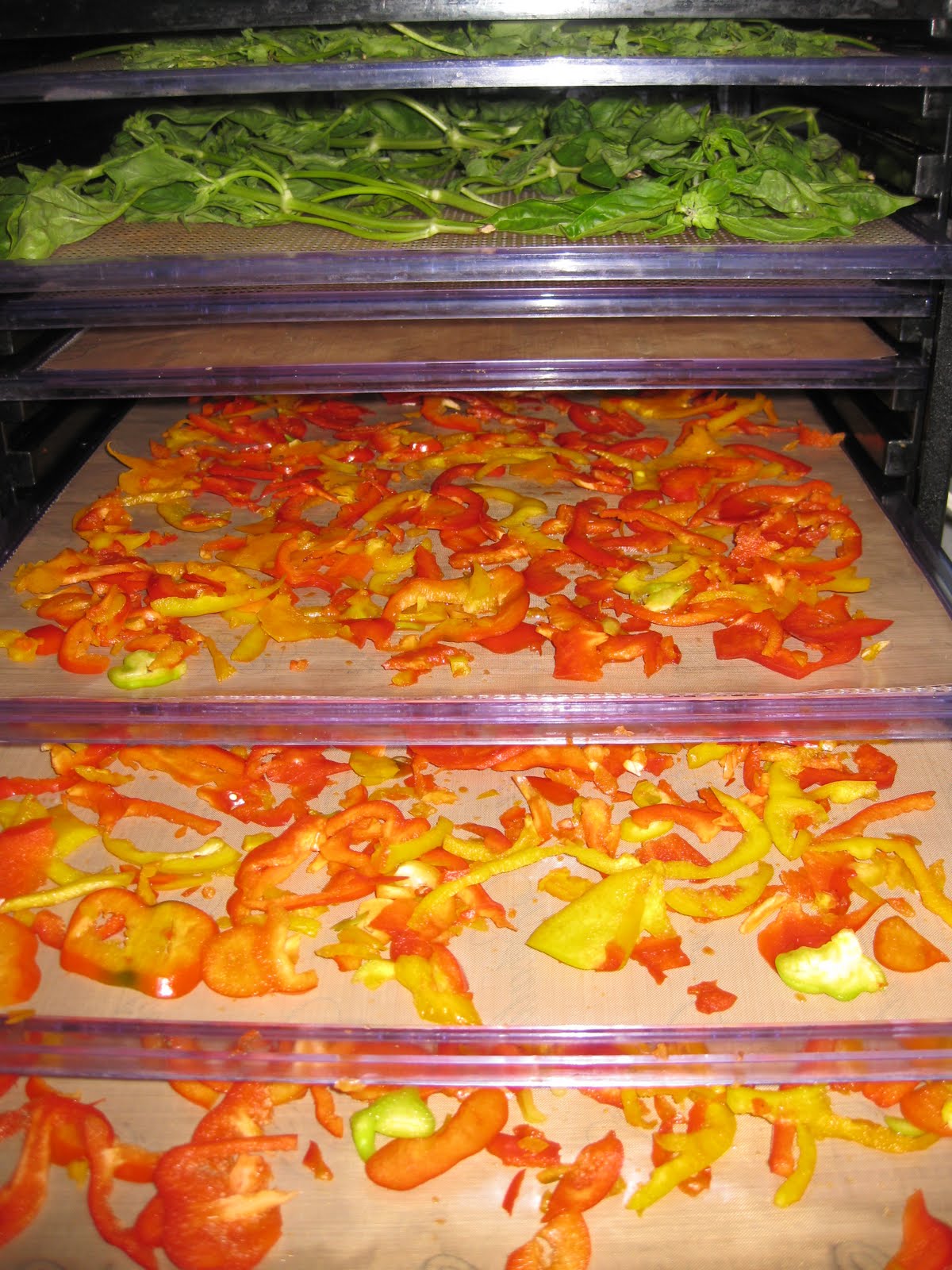 Raw Tidbits Dehydrating and Beets, Greens, Red, Yellow and Bulgar Salads