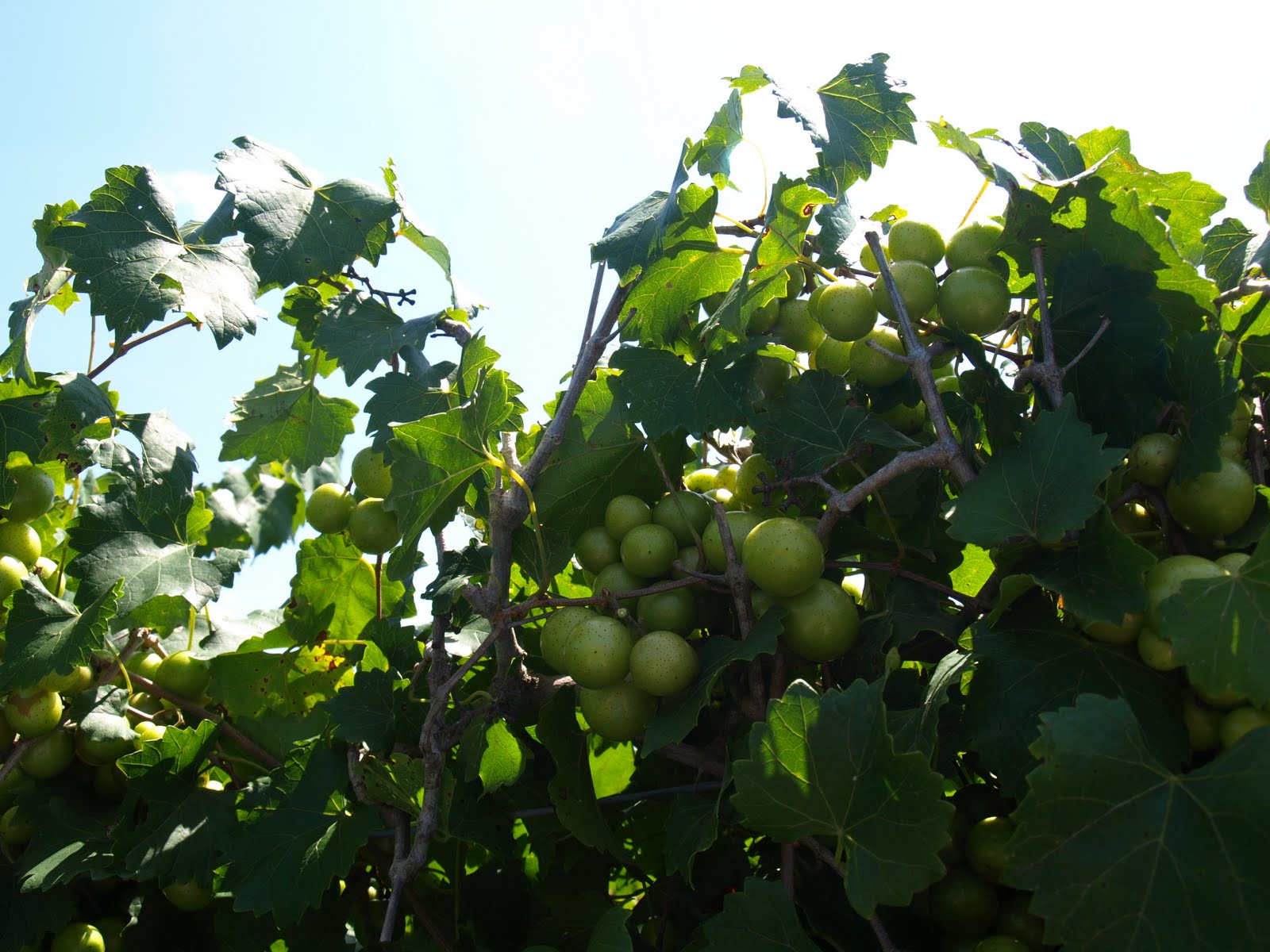 visit mississippi Locust Grove Berry Farm Jackson