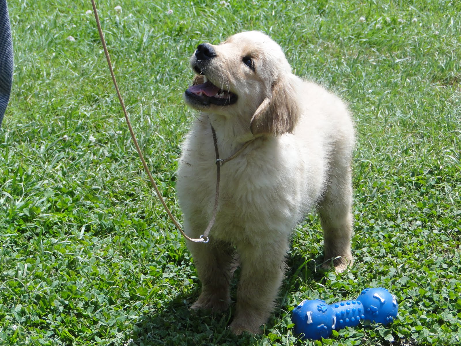Gold Level Kennel Gold Level Kennel ( Ex Olympikus Golden )