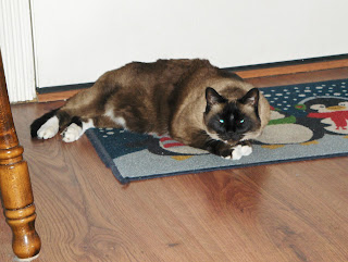 photo of Koko laying on the floor