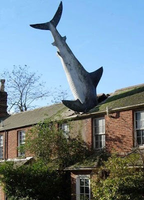 photo of a giant swordfish crashed through a roof