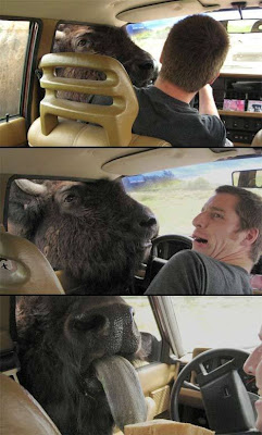 photo of a buffalo sticking his head into a car