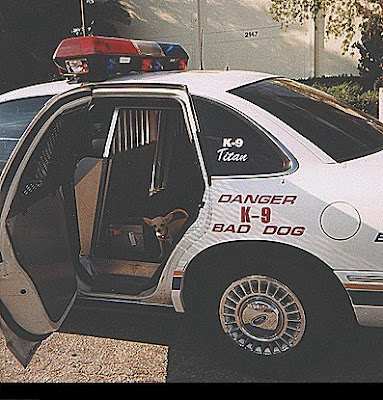 photo of a small dog in a police car