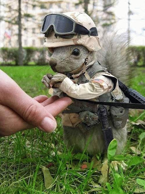 photo of a warrior squirrel