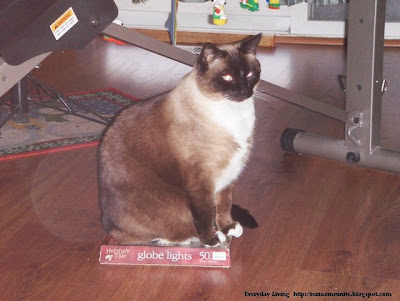 Photo of Koko sitting on a box