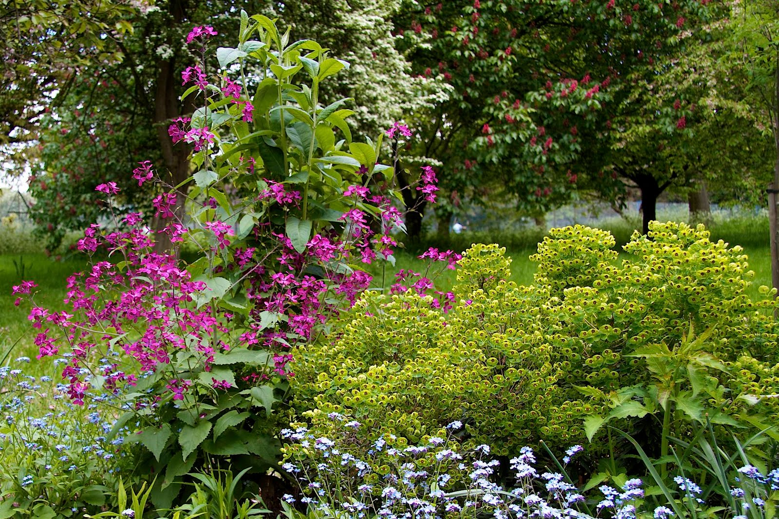 Regent s Park Community Wildlife Garden May 2010 regent-s-park-community-wildlife-garden-may-2010